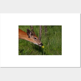 Spring is here! White-tailed deer Posters and Art